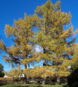 Siberian Larch Larix sibirica