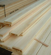 Maritime Pine (Pinus pinaster)